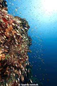 Coral and fish at Jackson Reef Tiran. by Stephan Kerkhofs 